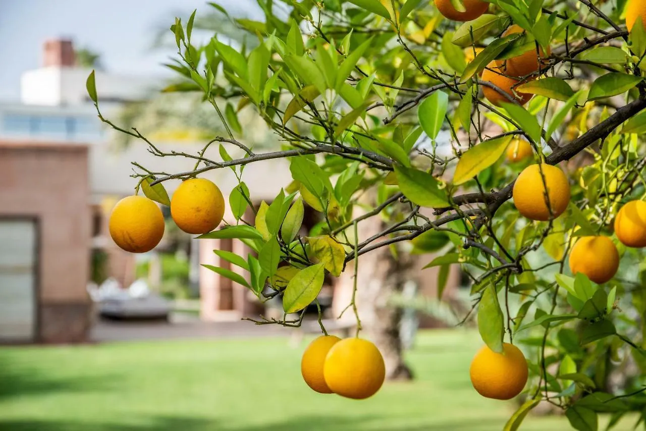 Zagora And Marhba Villas Marrakech - By Emerald Stay Marrakesh